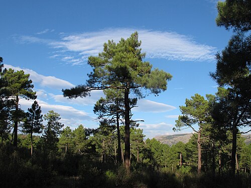 Pinus pinaster